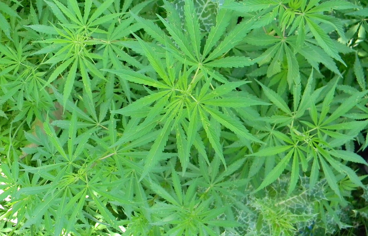 La AEMPS registra 2.682 permisos para viajar con cannabis medicinal