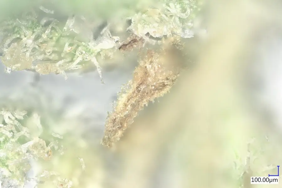 Alemania separa el THC al volante del cannabis medicinal prescrito