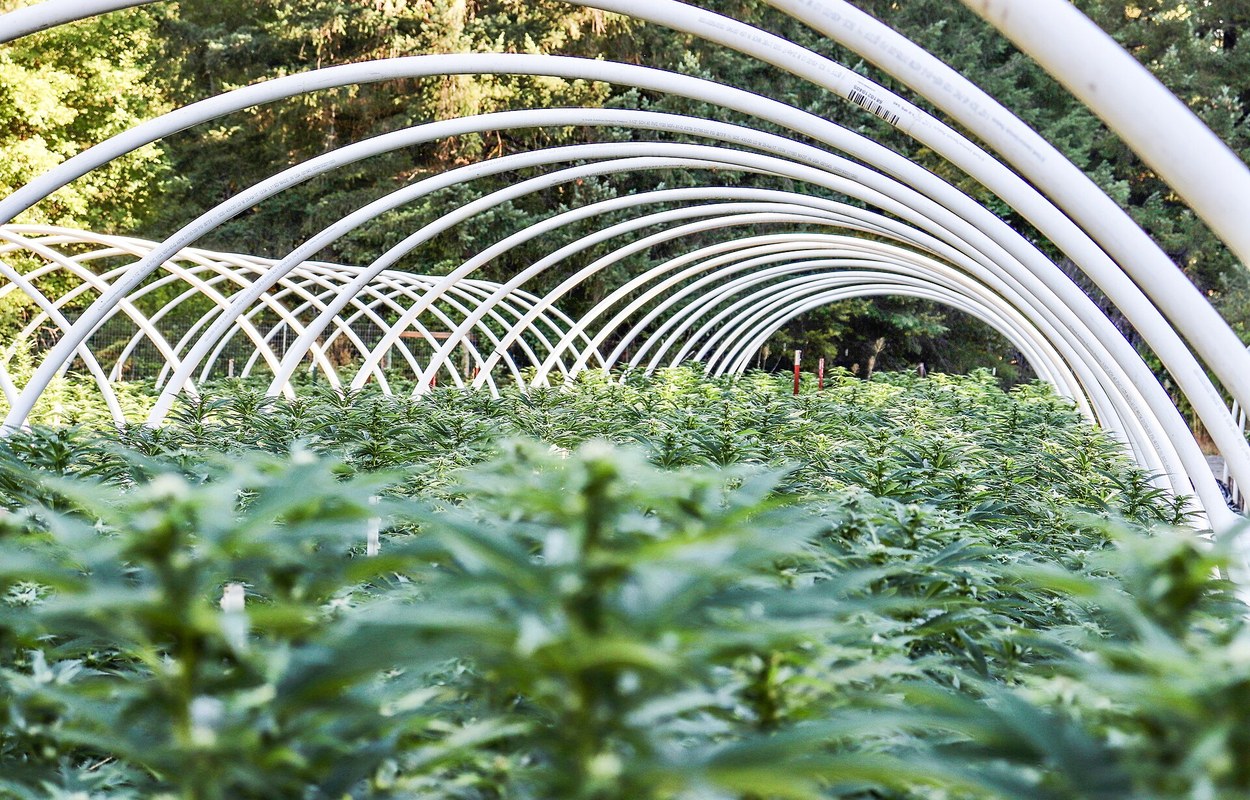 El BOE abre ayudas para investigar adicciones con el cannabis en el debate de salud pública