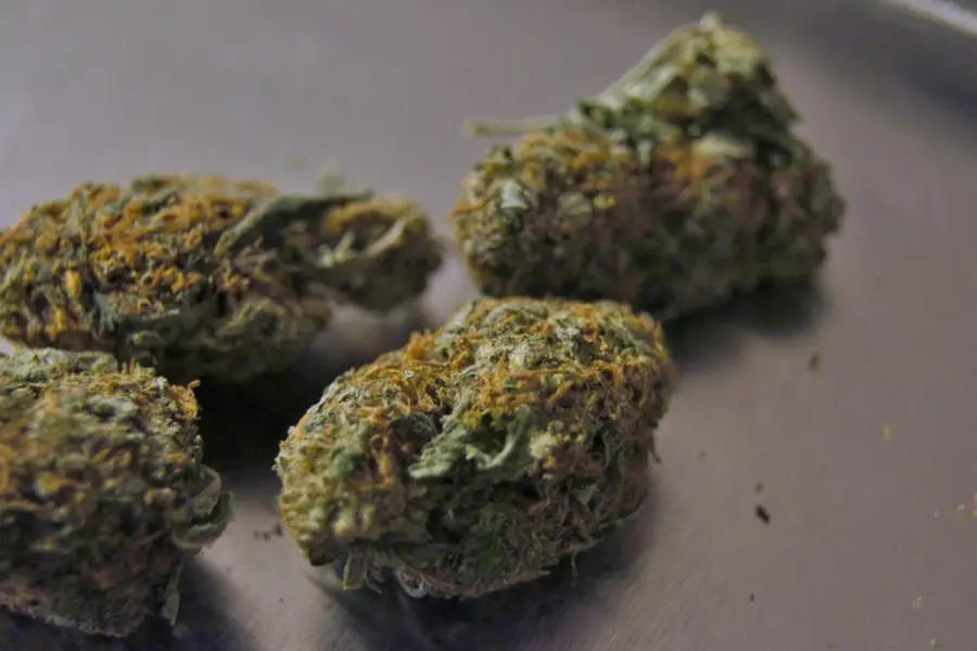 Bosnia demuestra que legalizar cannabis medicinal no basta
