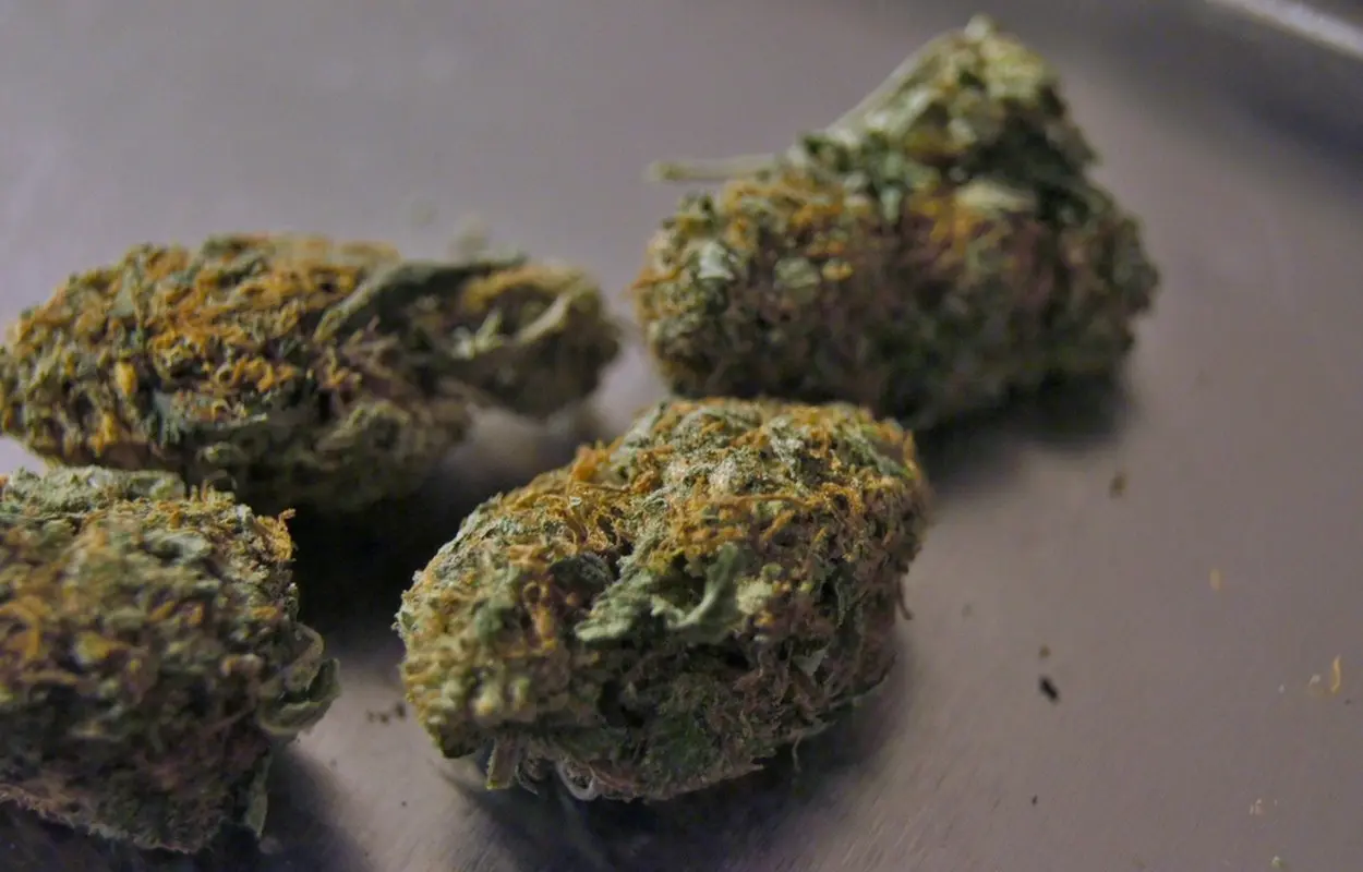 Bosnia demuestra que legalizar cannabis medicinal no basta