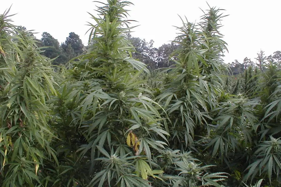 Caimán consulta cómo sacar el cannabis del castigo penal