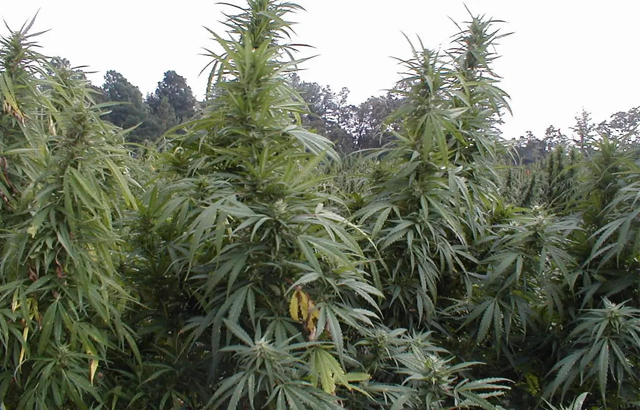 Caimán consulta cómo sacar el cannabis del castigo penal