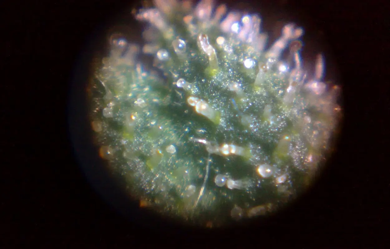 California revisa la trazabilidad del cannabis para cerrar grietas