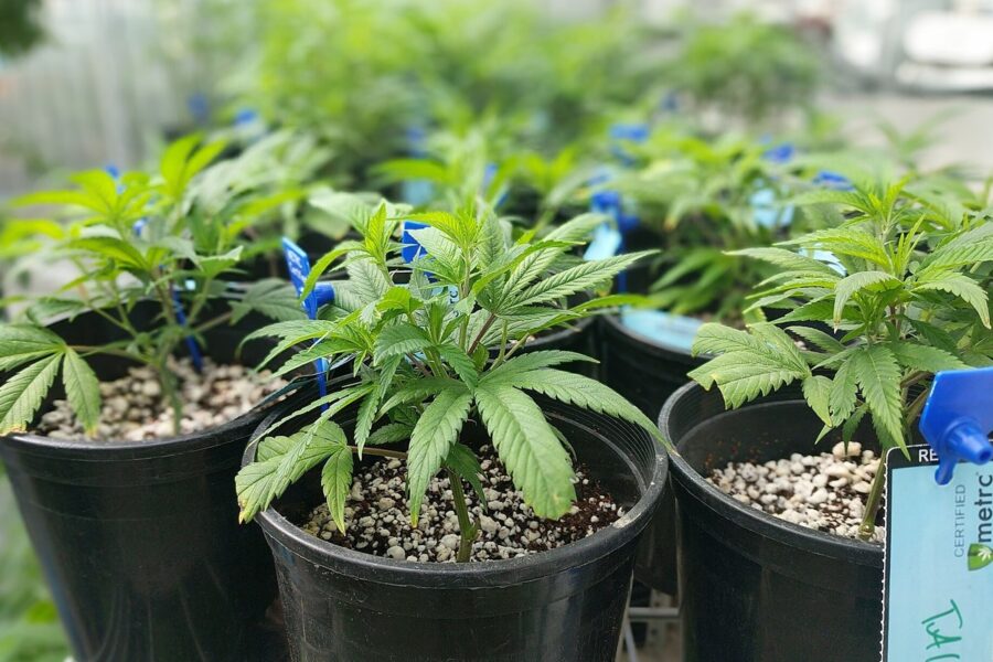 Canadá quiere aligerar la trazabilidad del cannabis sin perder control