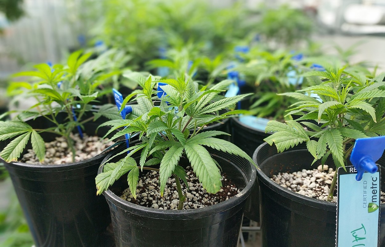 Canadá quiere aligerar la trazabilidad del cannabis sin perder control