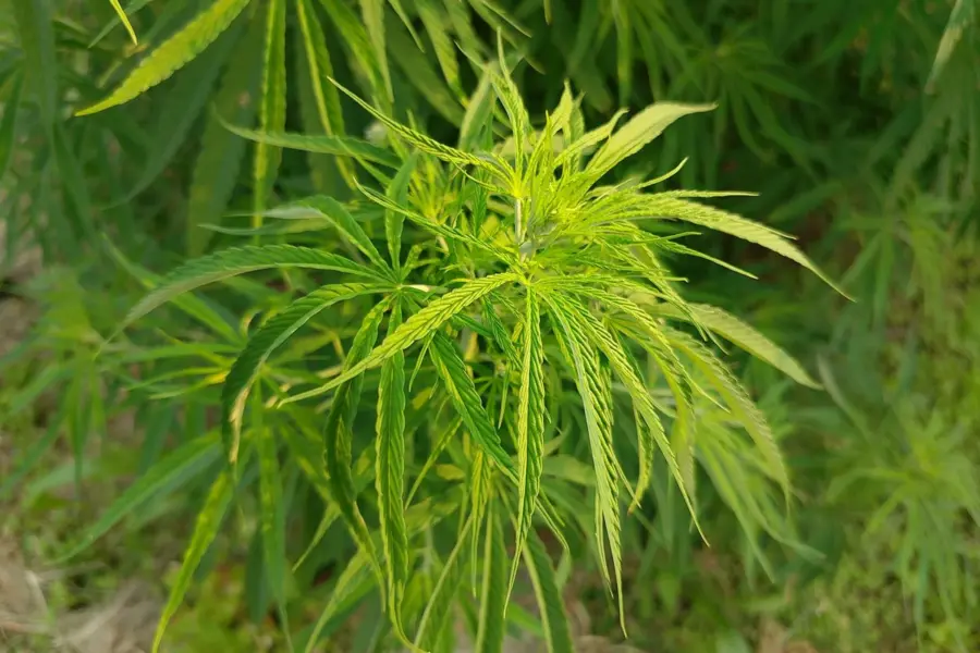 Canadá reduce trámites sin soltar el control del cannabis