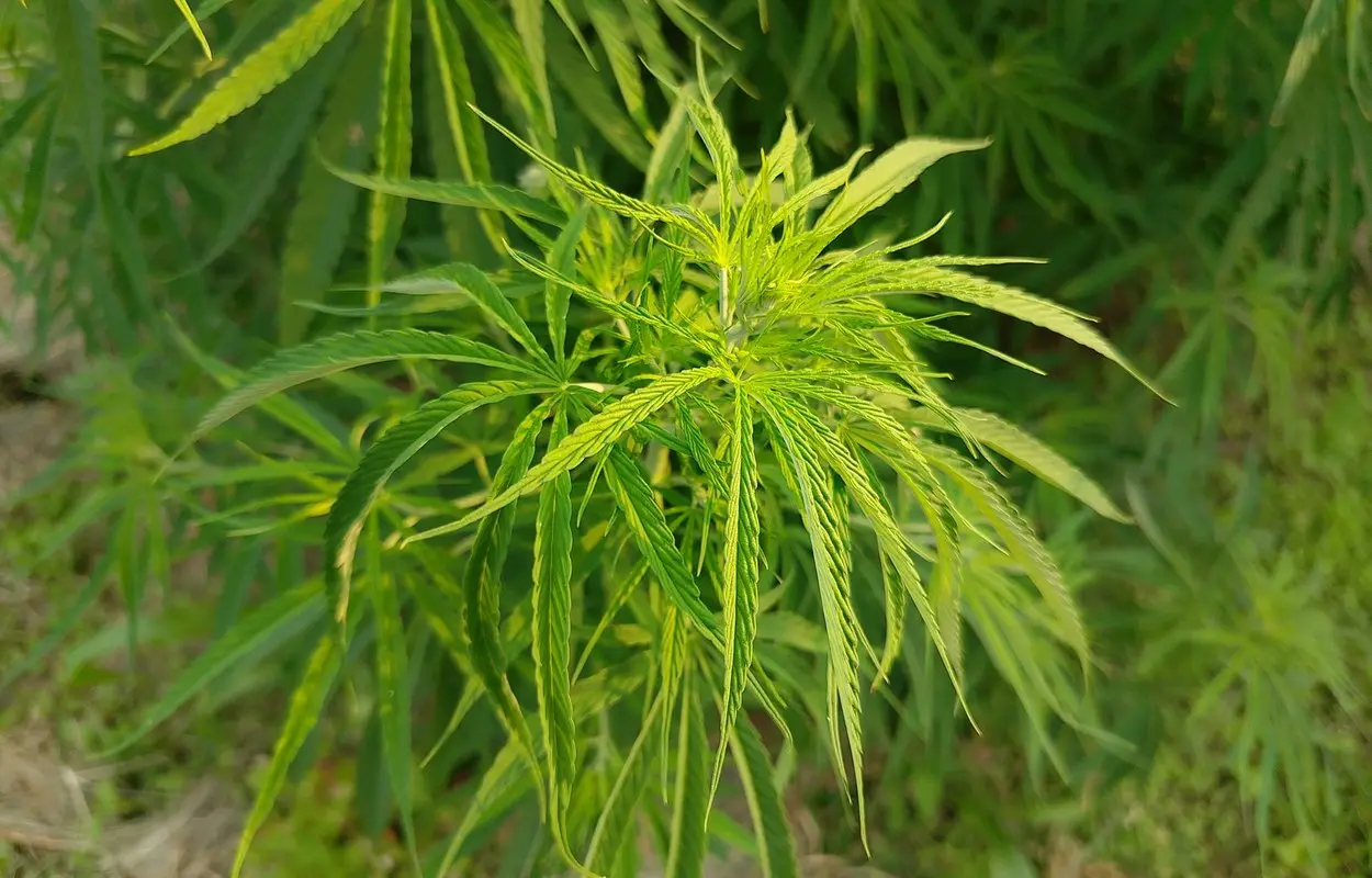 Canadá reduce trámites sin soltar el control del cannabis