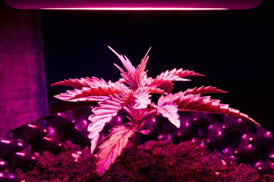 Chequia legaliza el autocultivo adulto con límites claros