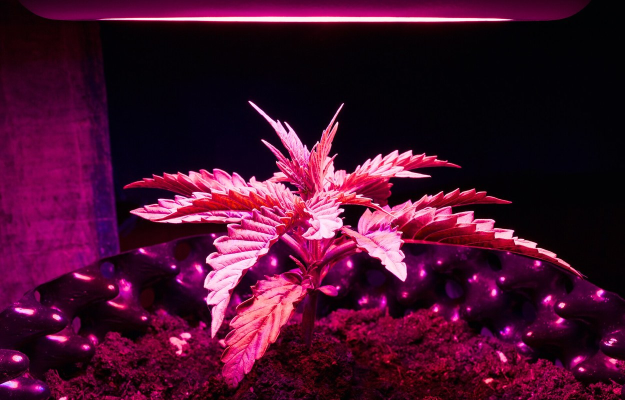 Chequia legaliza el autocultivo adulto con límites claros