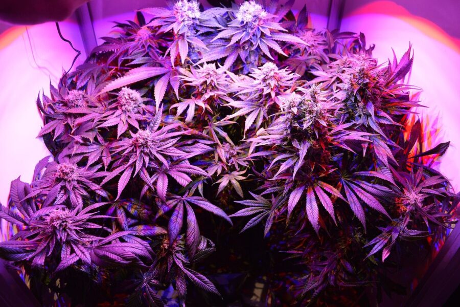 Controlar pH y EC sin convertir el cultivo en un laboratorio