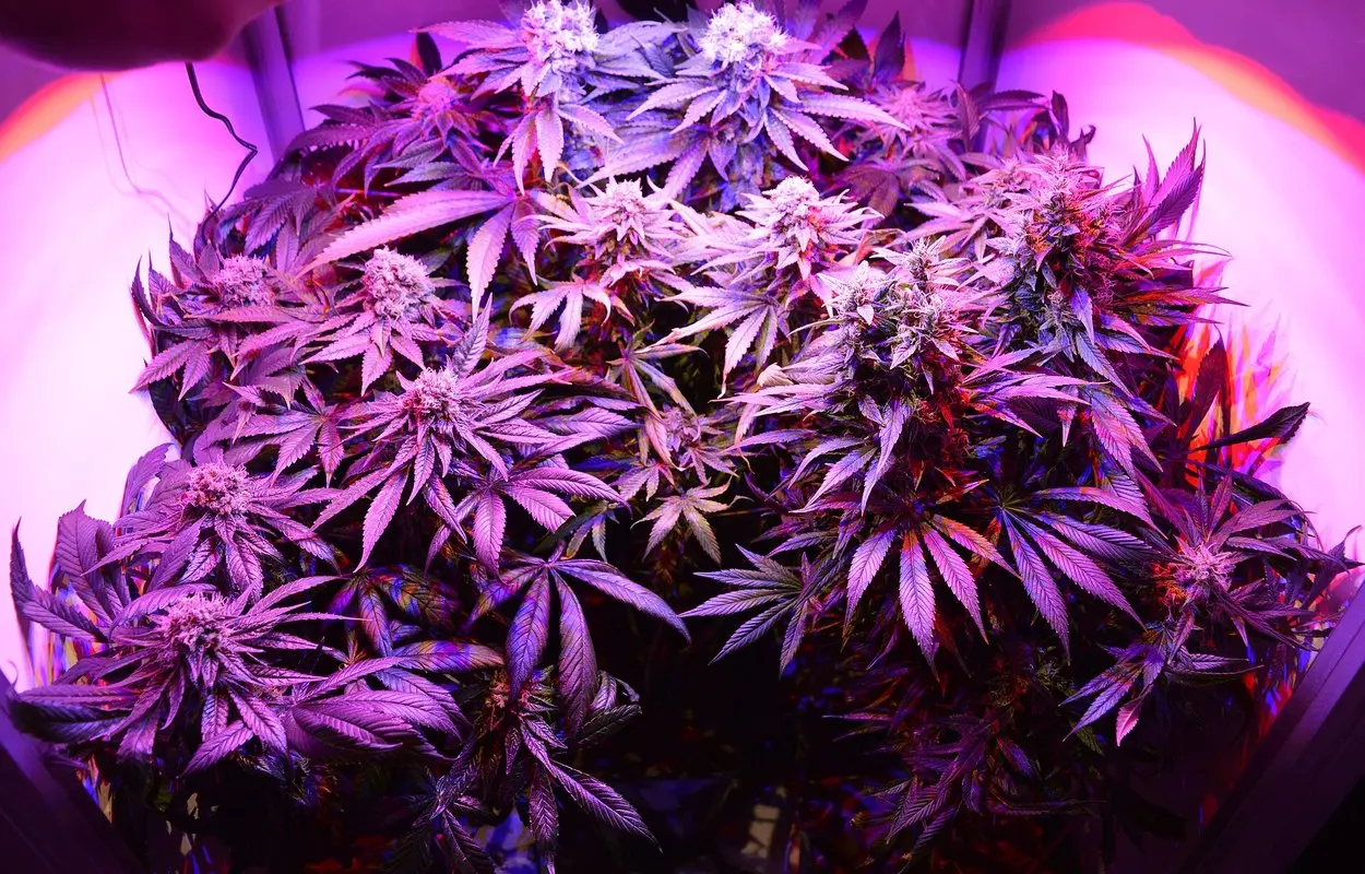 Controlar pH y EC sin convertir el cultivo en un laboratorio