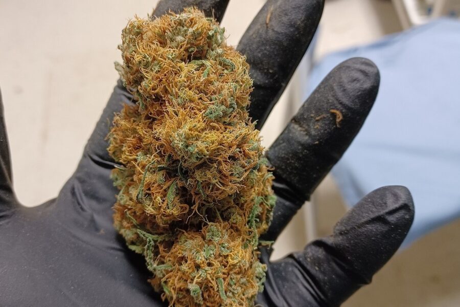 La DEA fija agosto como siguiente paso para reclasificar la marihuana