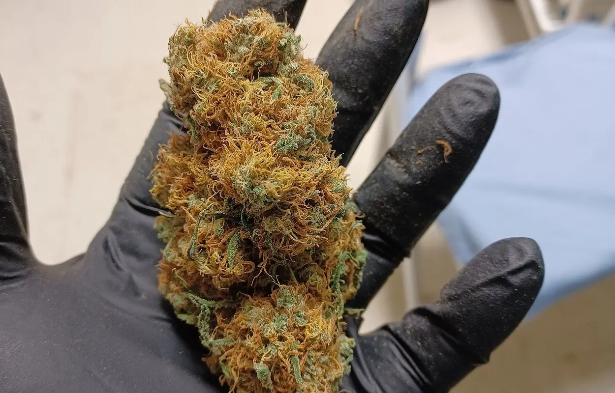 La DEA fija agosto como siguiente paso para reclasificar la marihuana