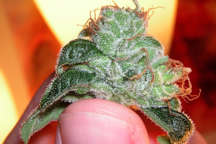 EDADES obliga a hablar de cannabis dentro del policonsumo real