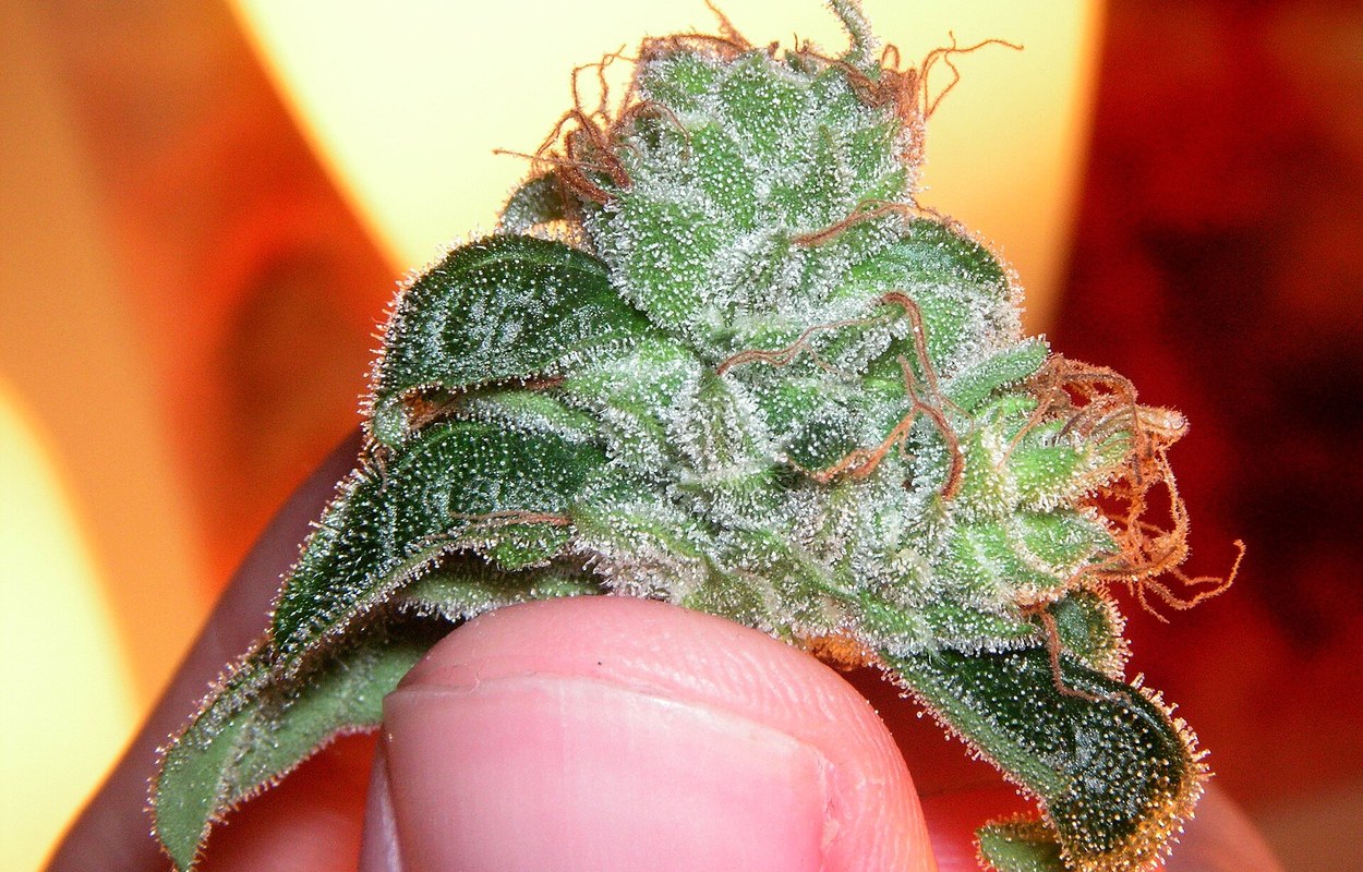 EDADES obliga a hablar de cannabis dentro del policonsumo real