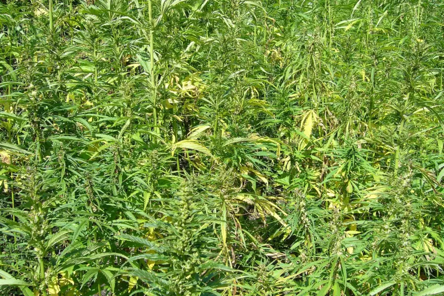 EE UU plantea regular el cáñamo con THC antes que prohibirlo