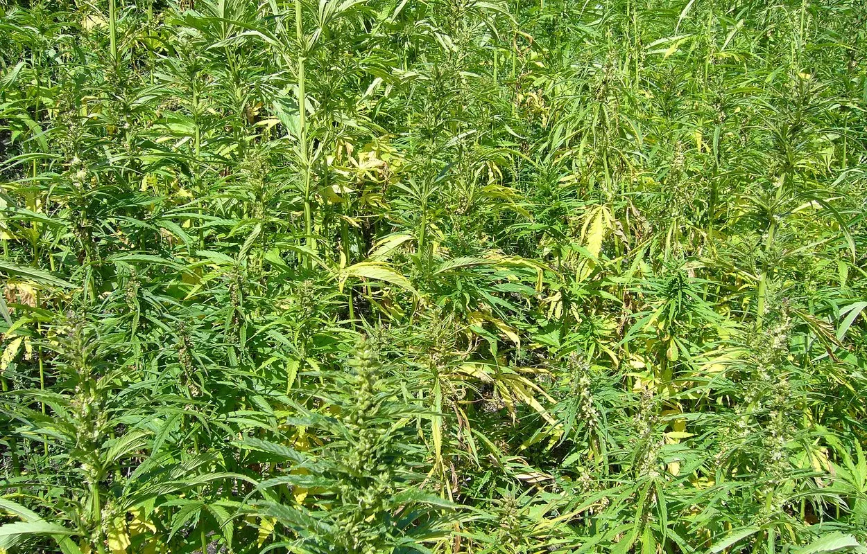 EE UU plantea regular el cáñamo con THC antes que prohibirlo