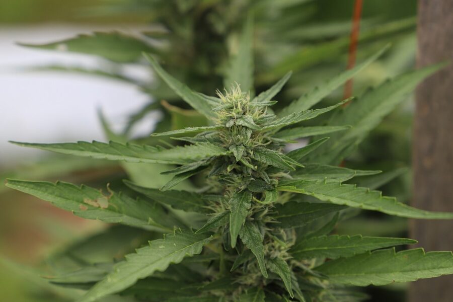 Esquejes para un cultivo homogéneo: continuidad genética sin automatismos