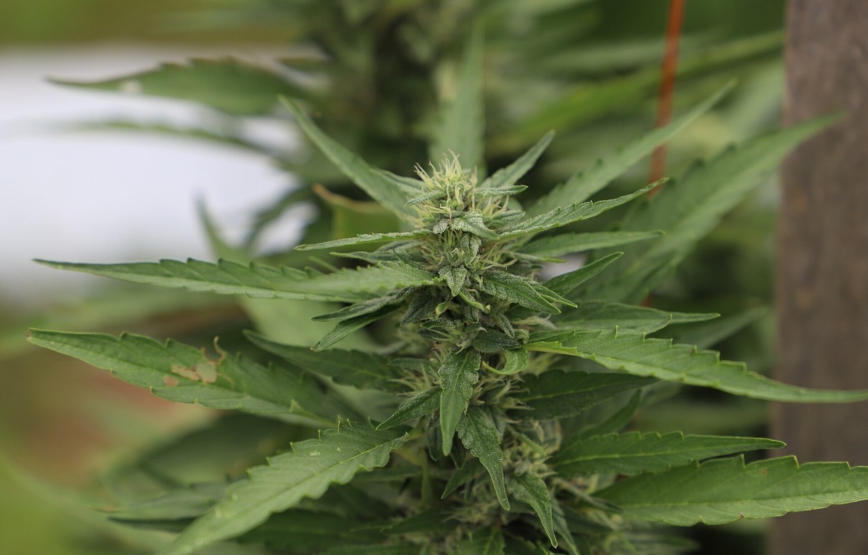 Esquejes para un cultivo homogéneo: continuidad genética sin automatismos