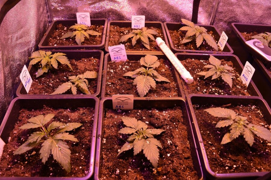 La EUDA prepara un kit para medir políticas de cannabis en Europa