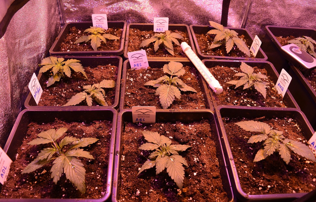 La EUDA prepara un kit para medir políticas de cannabis en Europa