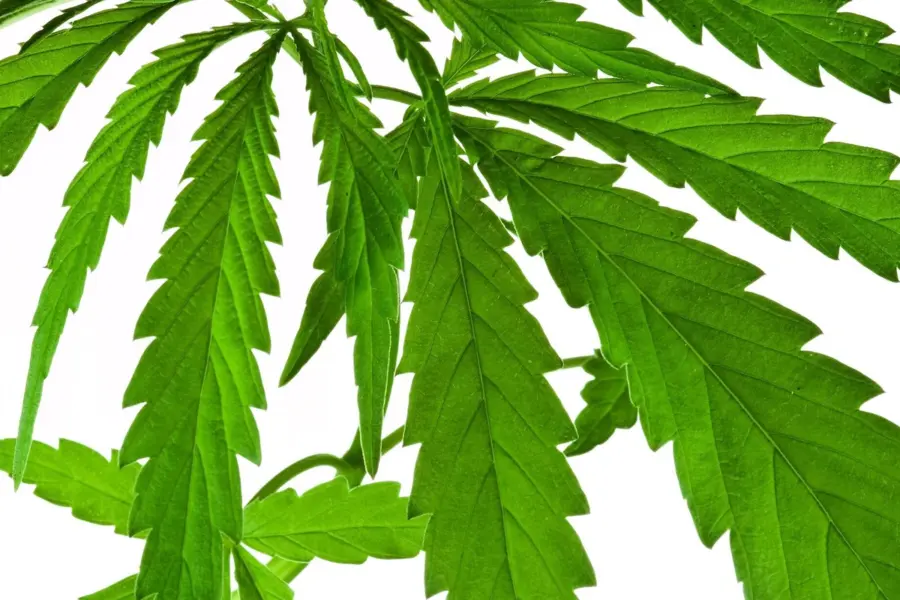 Francia prepara autorizaciones temporales para cannabis medicinal