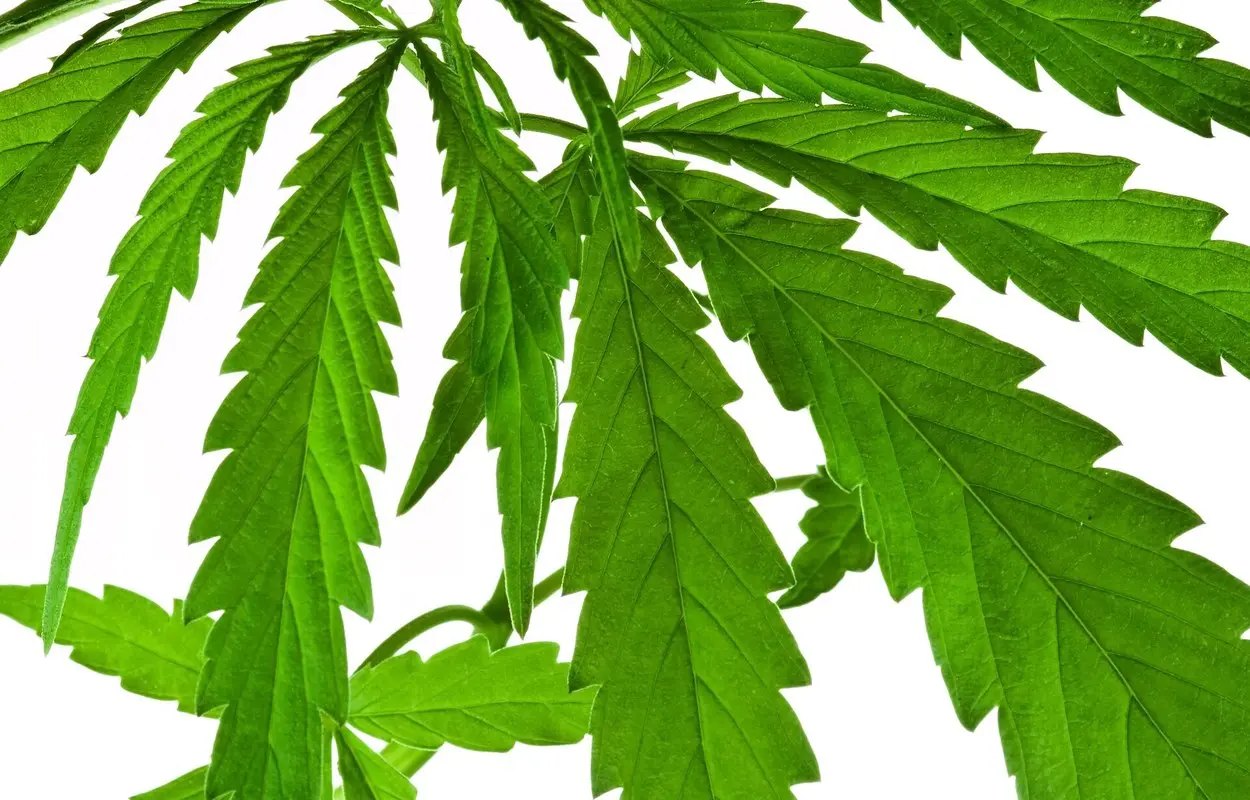 Francia prepara autorizaciones temporales para cannabis medicinal