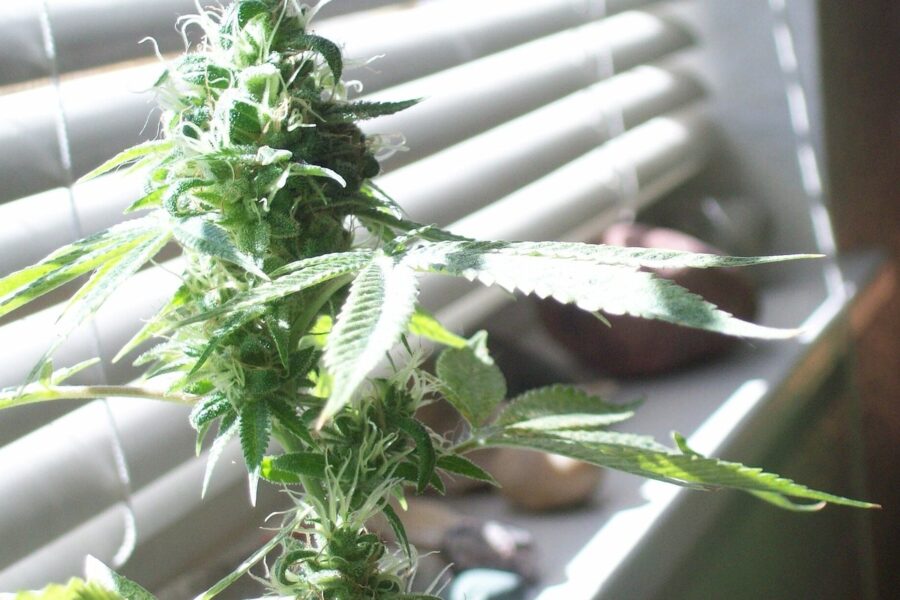 Francia lleva al Consejo de Estado el reembolso del cannabis medicinal