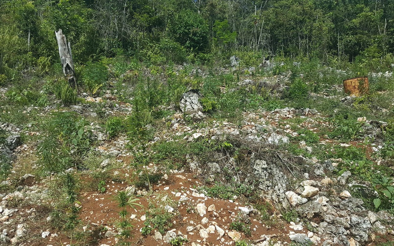 Fungicidas ecológicos: cuándo tienen sentido y cuándo solo maquillan
