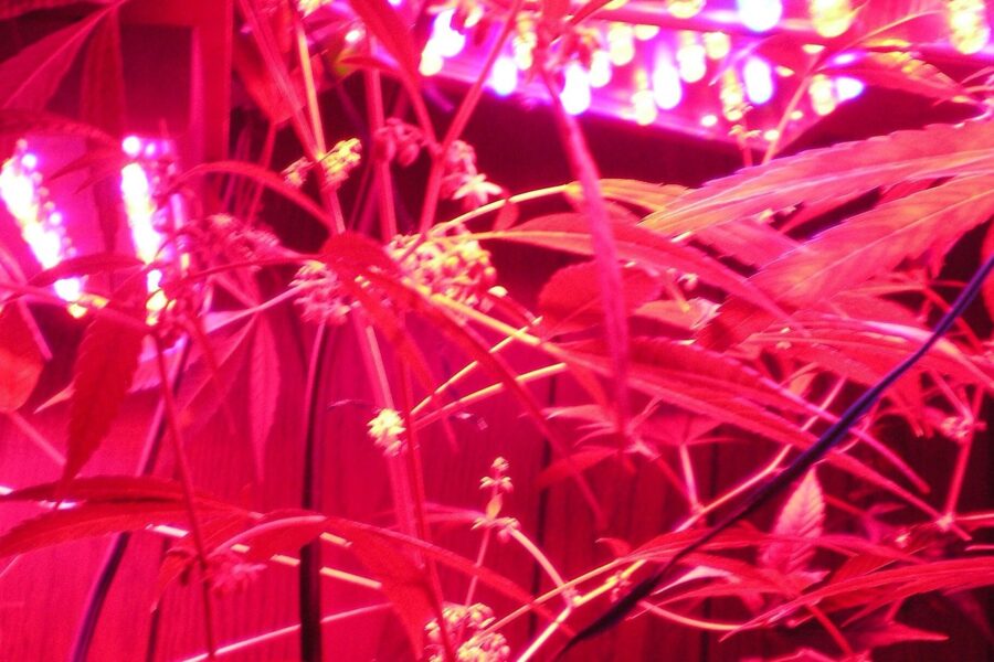 Georgia deja atrás el ‘low THC oil’ y amplía su cannabis medicinal