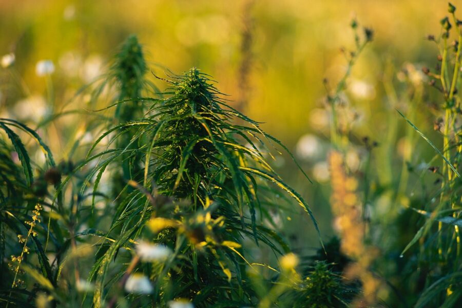 HEMPVALUE lleva el cáñamo industrial al campo ibérico con una agenda de bioeconomía