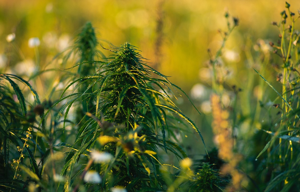 HEMPVALUE lleva el cáñamo industrial al campo ibérico con una agenda de bioeconomía