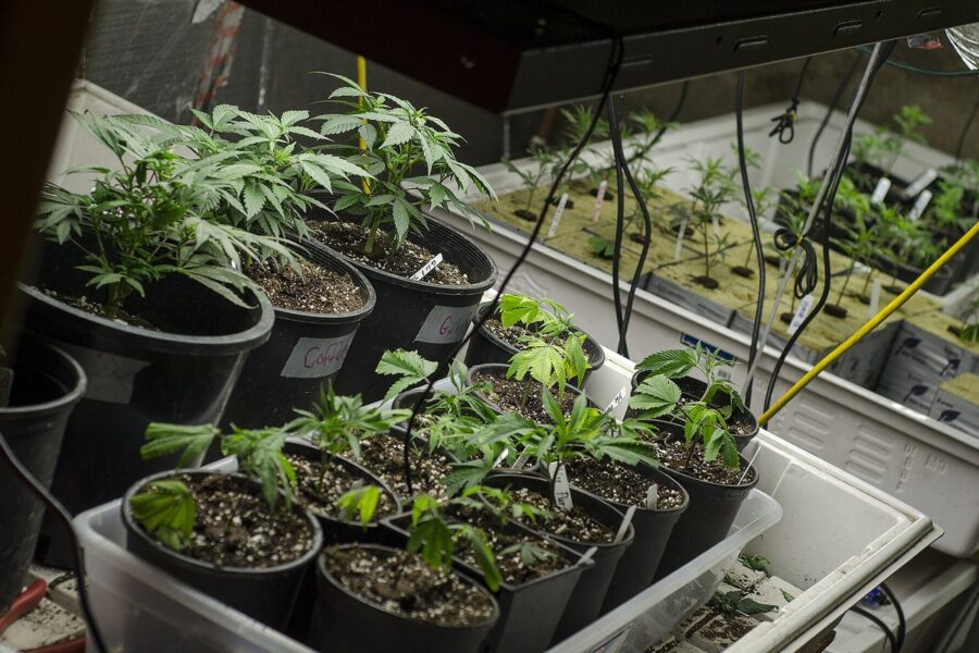 Iluminación del cuarto de cultivo: repartir fotones con lógica