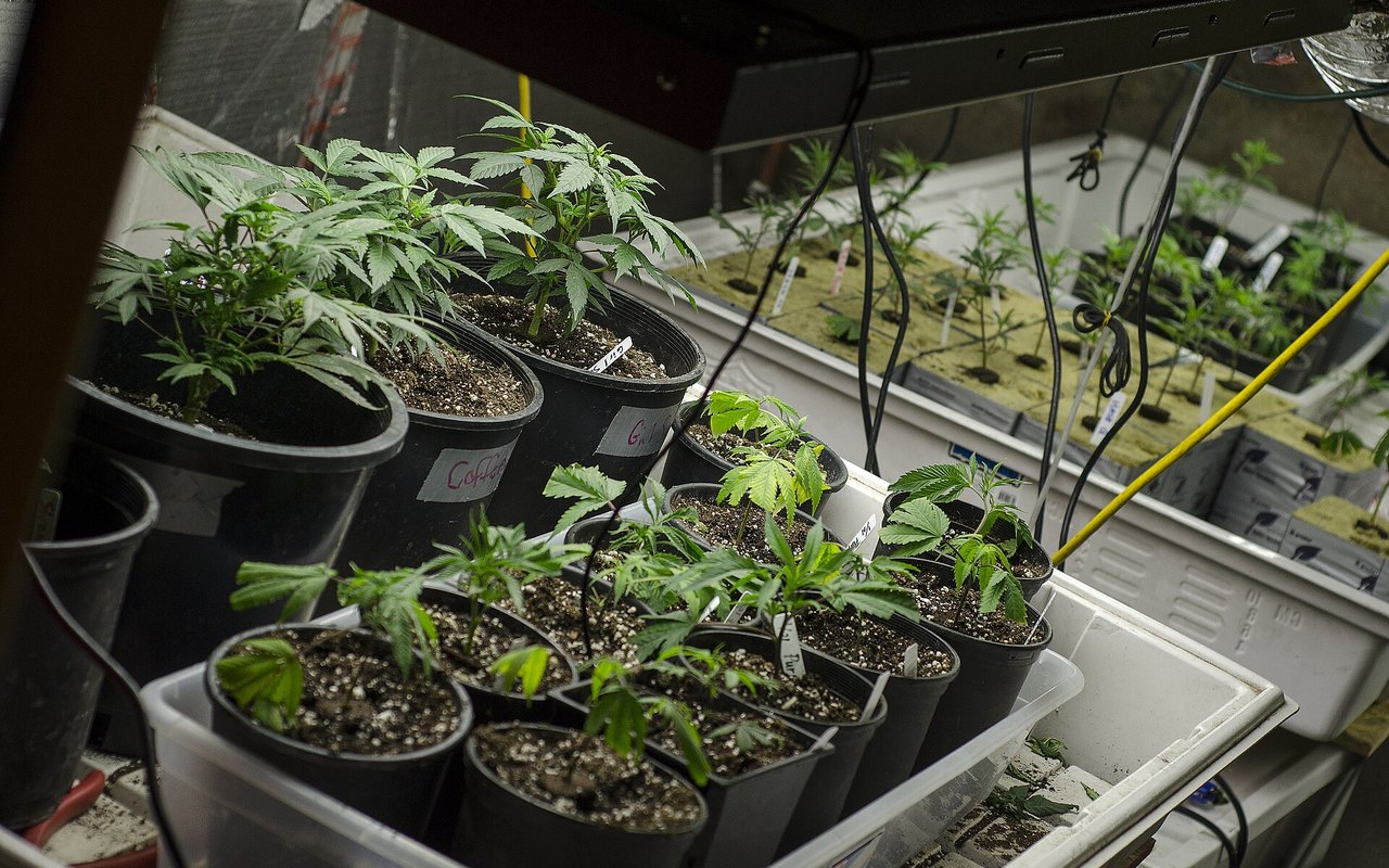 Cultivo de cannabis en interior con iluminación artificial distribuida
