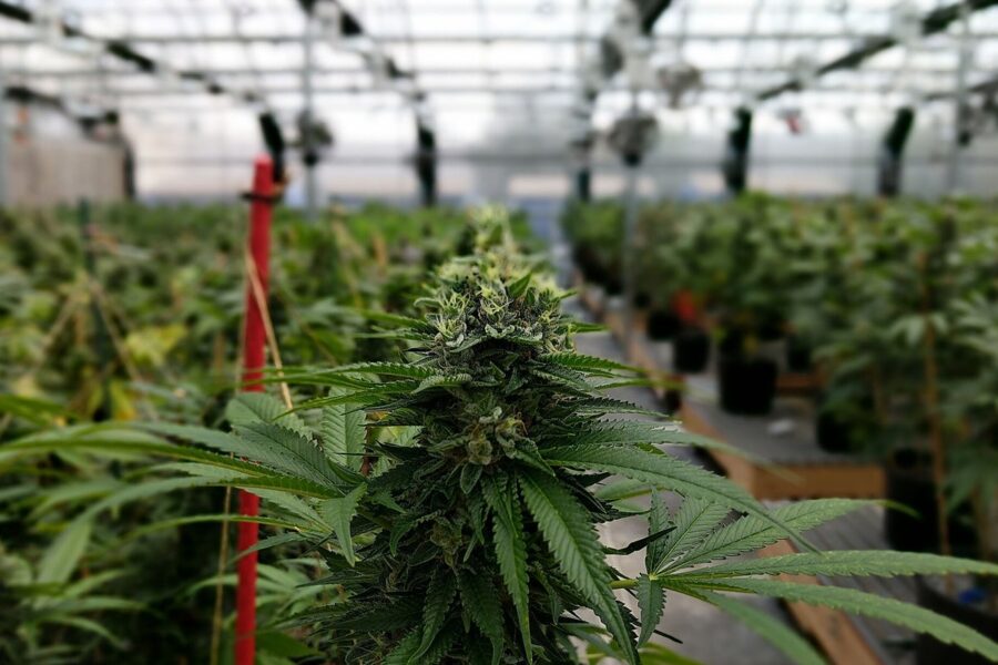 Massachusetts abre consulta sobre más licencias y compra adulta de cannabis
