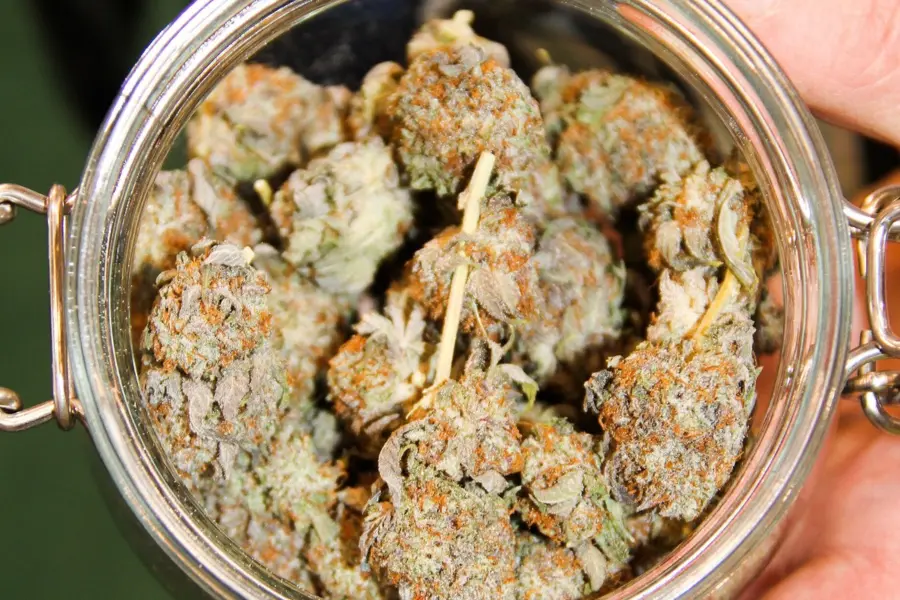 Massachusetts votará si retrocede en cannabis adulto regulado