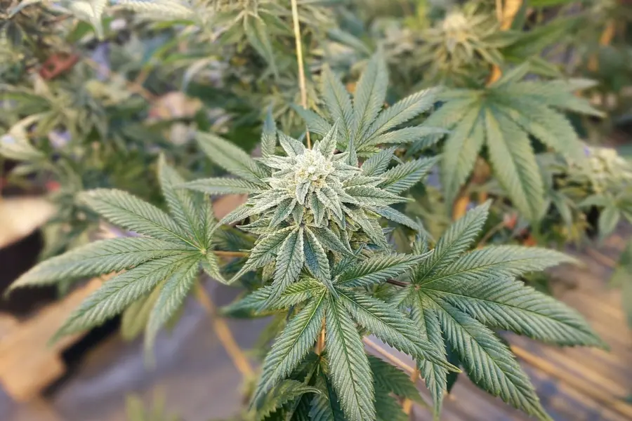 Nivaria entra en la fase clave para validar cannabis medicinal canario