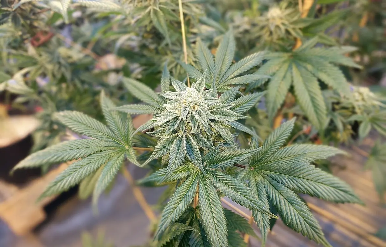 Nivaria entra en la fase clave para validar cannabis medicinal canario