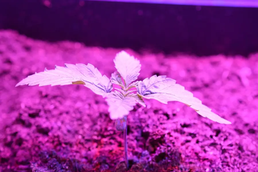 Nueva Zelanda actualiza el control público del cannabis medicinal