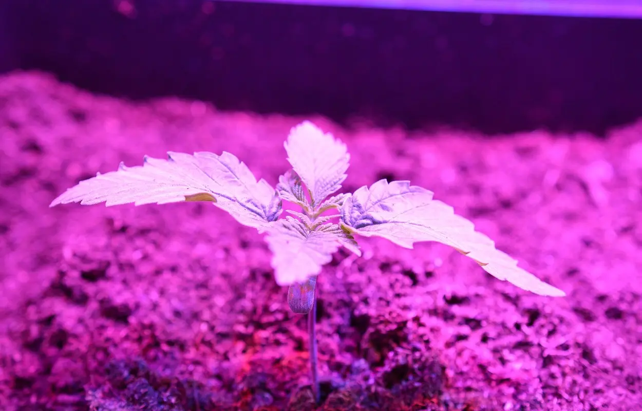 Nueva Zelanda actualiza el control público del cannabis medicinal