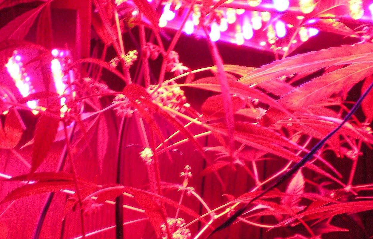 Oídio en cannabis: cortar la expansión antes de que toque flor