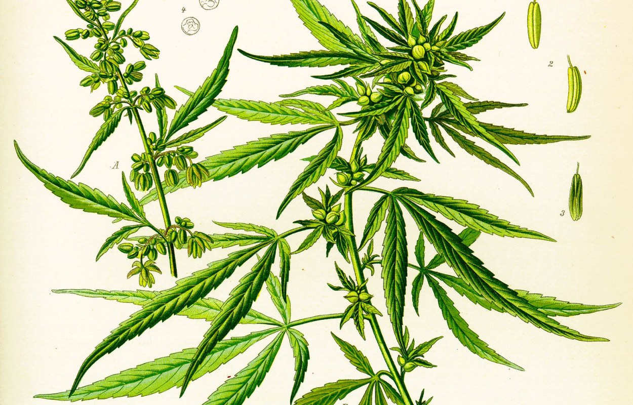 Lámina botánica histórica de Cannabis sativa dentro del archivo de Psiconáutica.org
