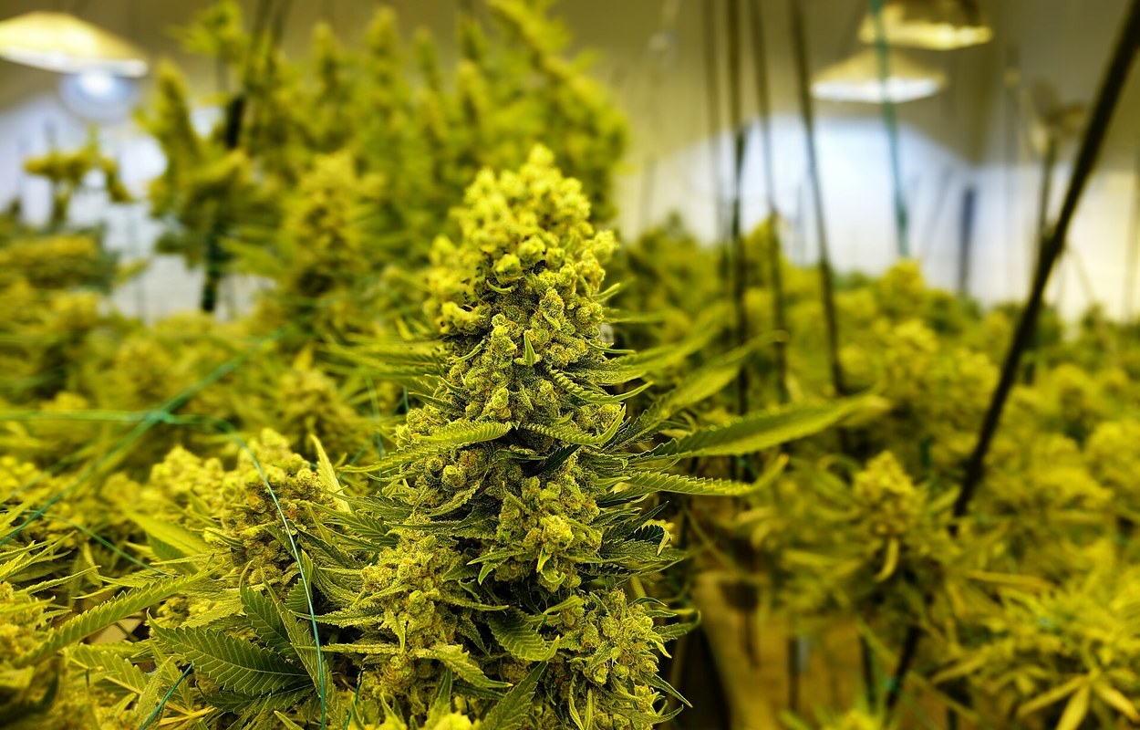 La red europea de laboratorios aduaneros afina el control de cannabinoides