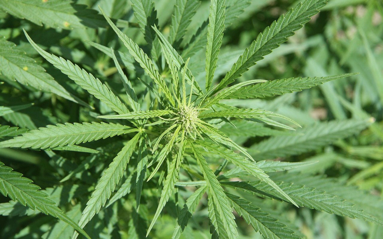 Planta de cannabis en crecimiento para ilustrar observación del riego real