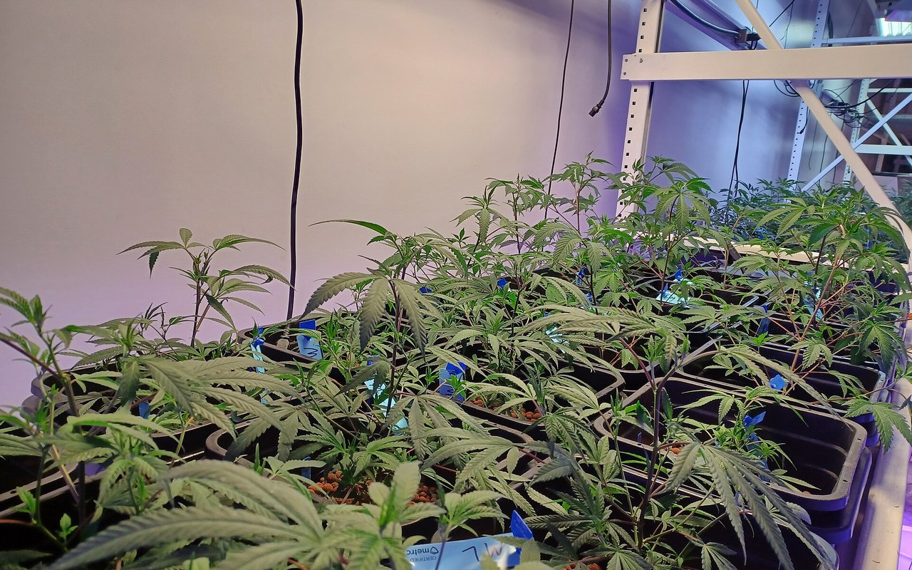 Sala de cultivo con plantas en crecimiento y ambiente interior controlado