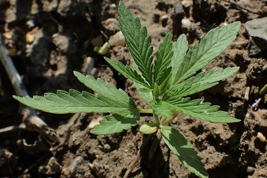 Sanidad reparte fondos de adicciones con el cannabis pendiente de rigor