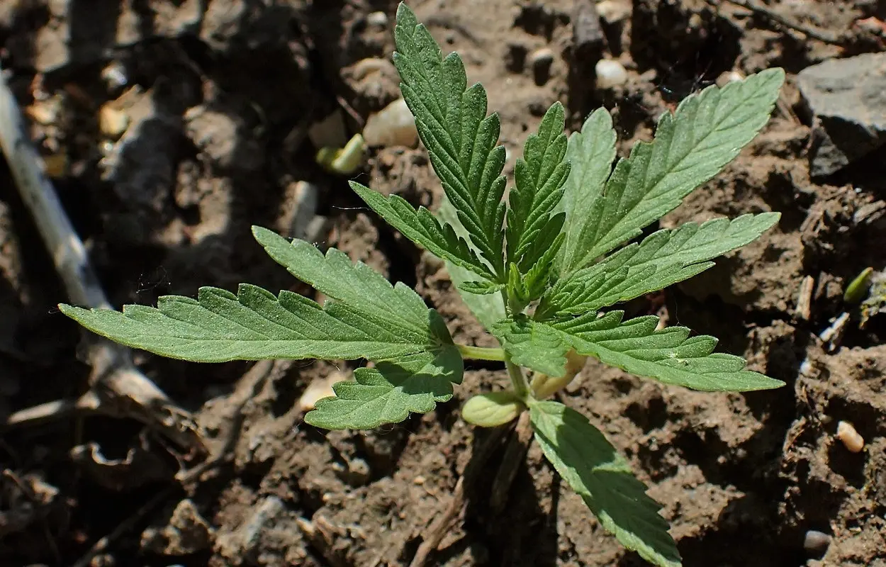 Sanidad reparte fondos de adicciones con el cannabis pendiente de rigor