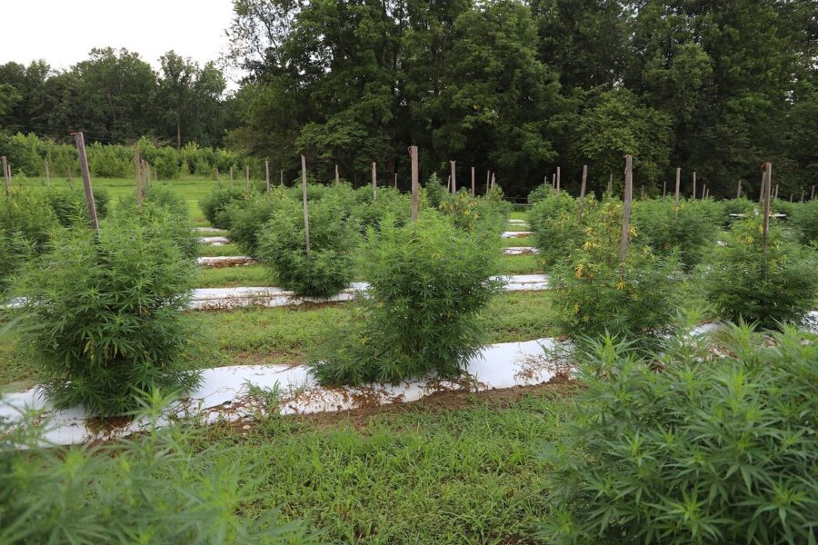 Taima Growth entra en la lista de cultivo medicinal autorizado por la AEMPS