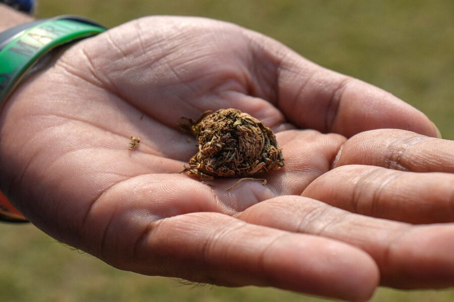 Toxicología sitúa el cannabis tras la cocaína en conductores fallecidos